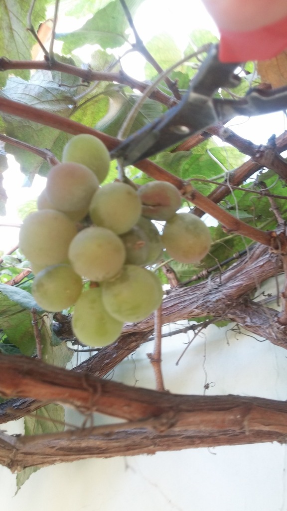 [imagem de Vitis vinifera]