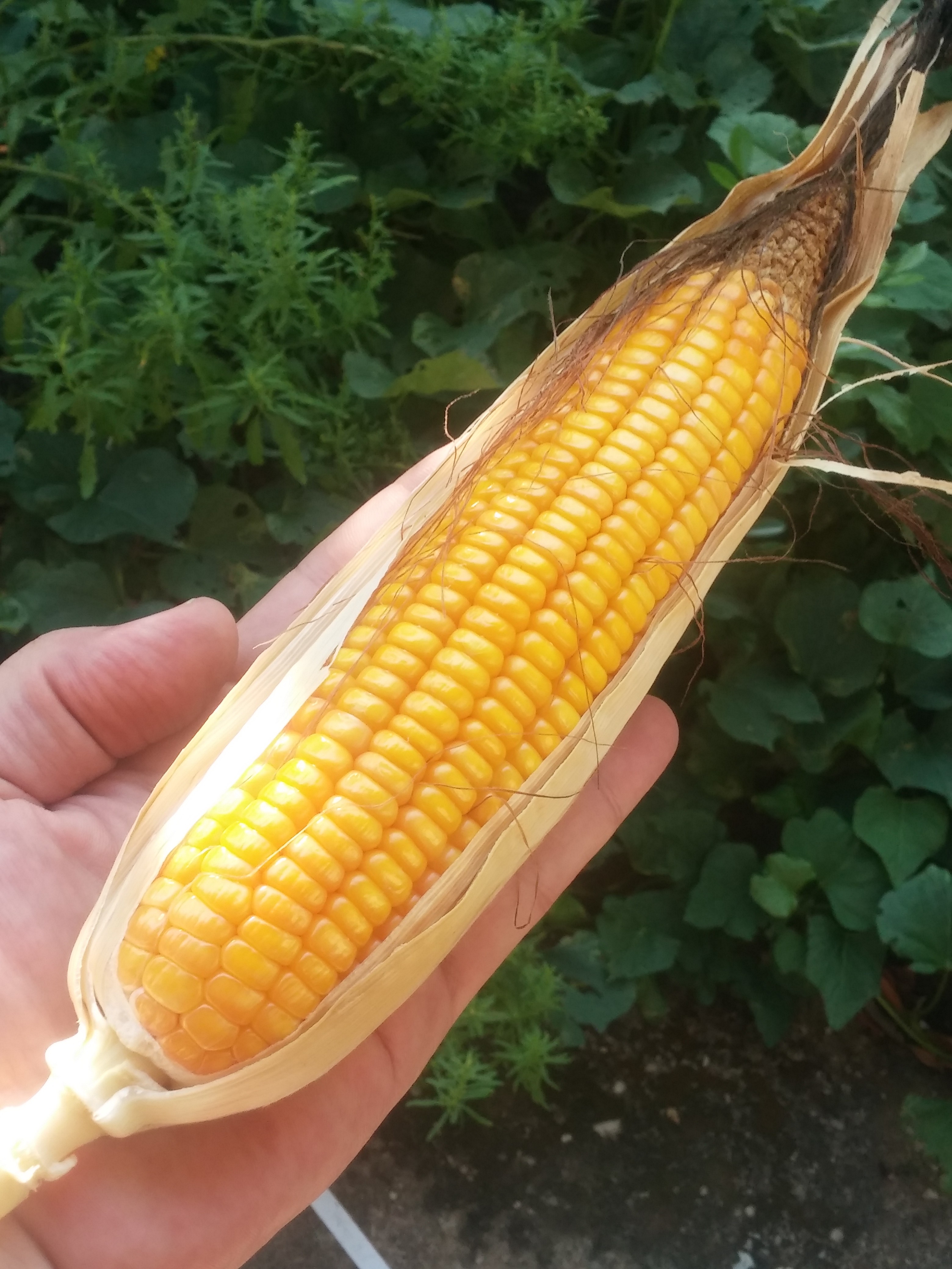 [imagem de Zea mays]
