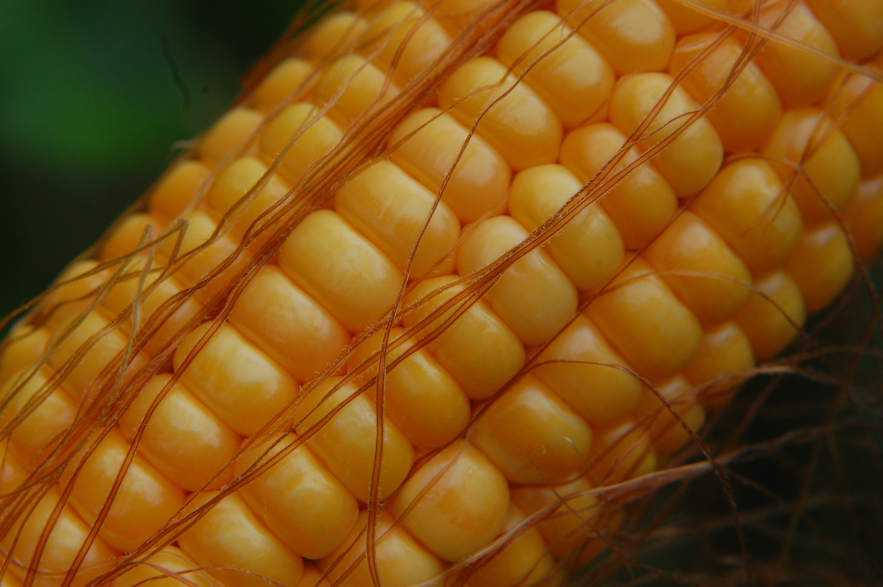 Zea mays :: Semente(s)