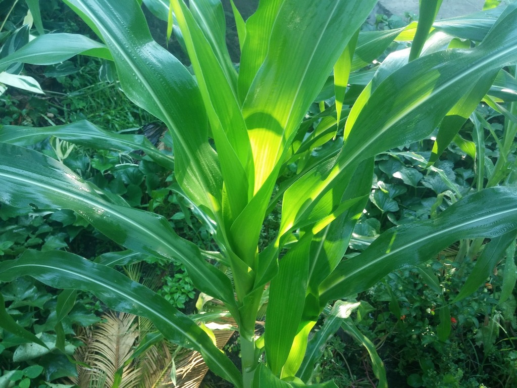 Zea mays :: Visão Geral