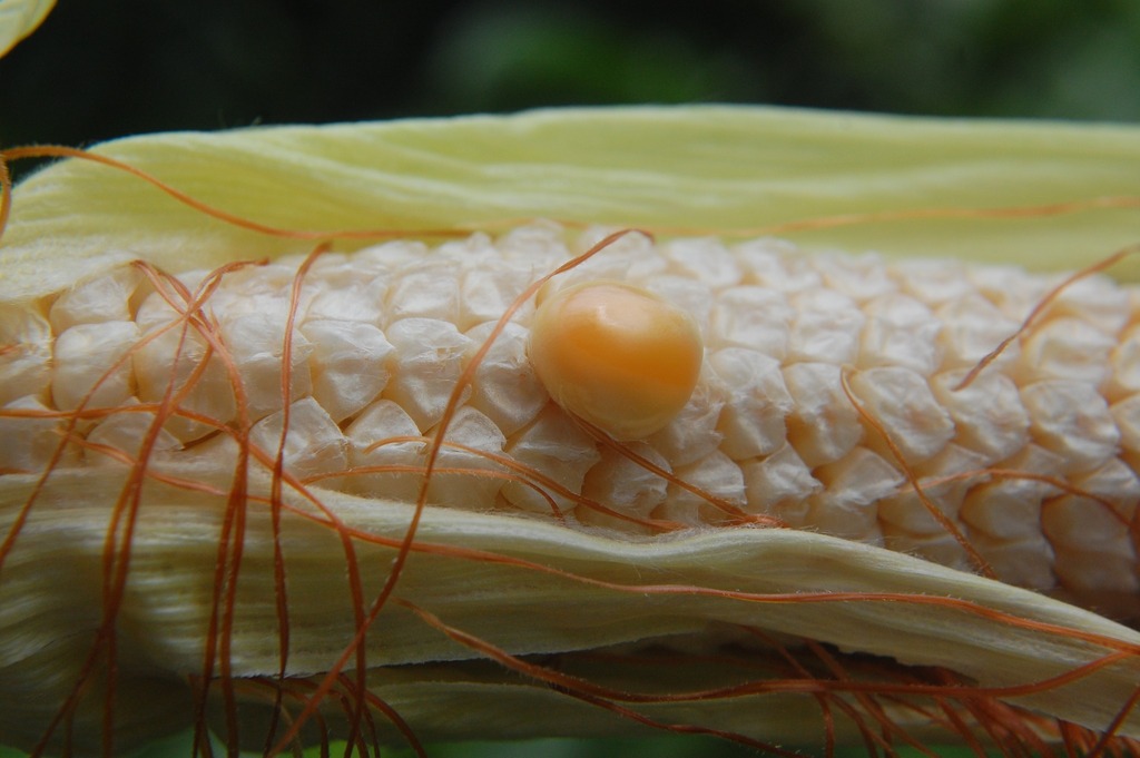 Zea mays :: Visão Geral